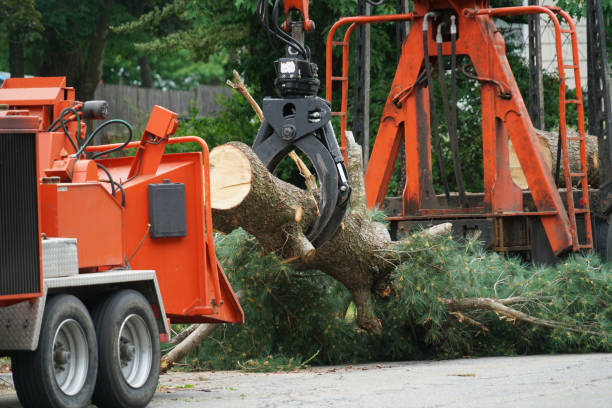 Large Tree Removal in Clarks Summit, PA